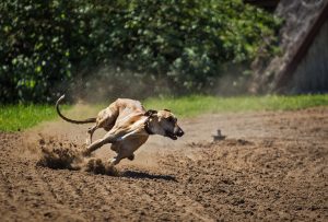 galgo-curiosidades