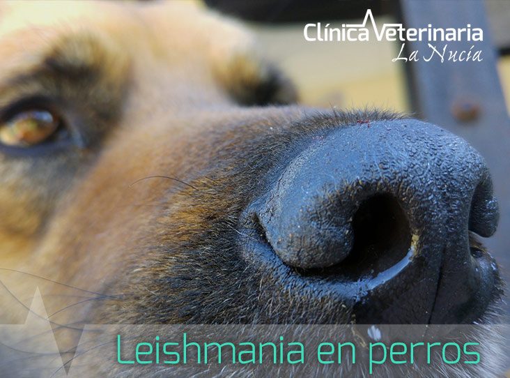 leishmania